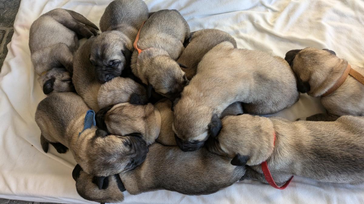 Purebred registered kangal puppies available
