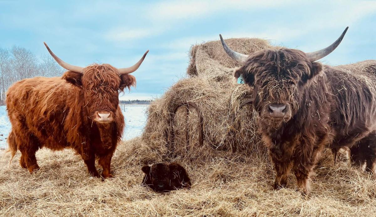 Highland cows for sale