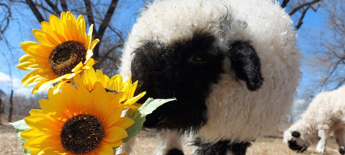 Valais Blacknose sheep for sale